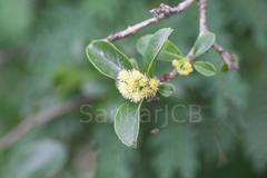 Flacourtia indica